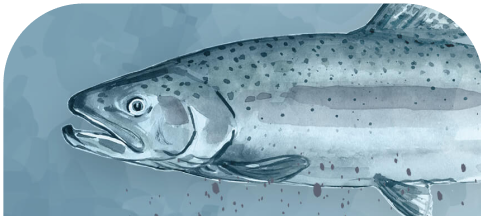 Steelhead